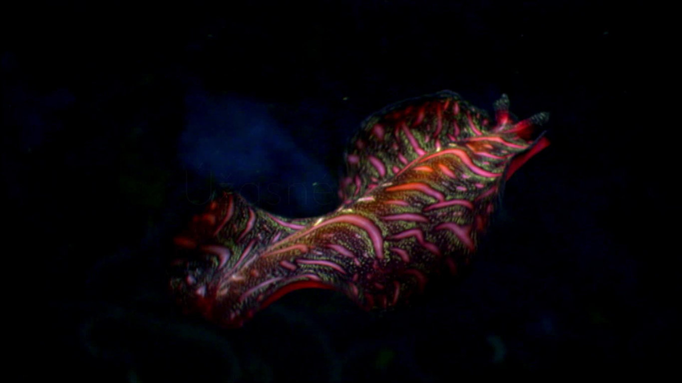 Život na útesu (1) - upoutávka