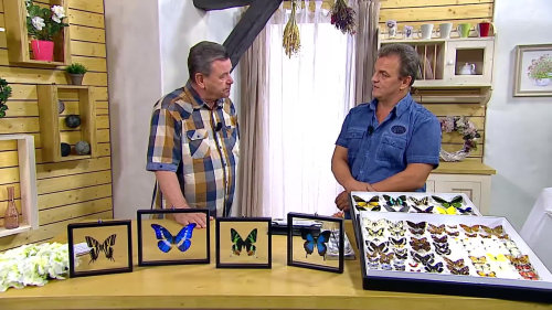 Rostliny, které lákají motýly do zahrady