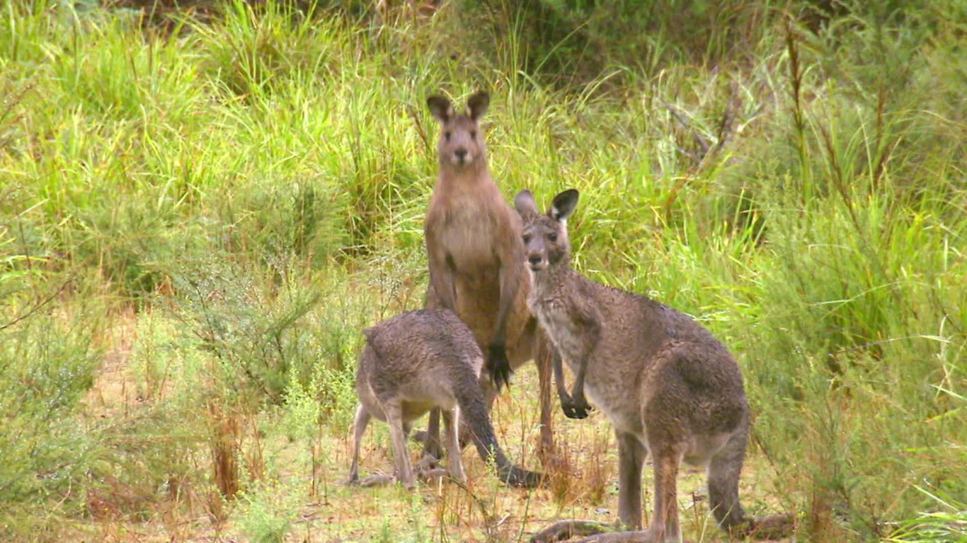 Divoký život Tima Faulknera II (1) - upoutávka