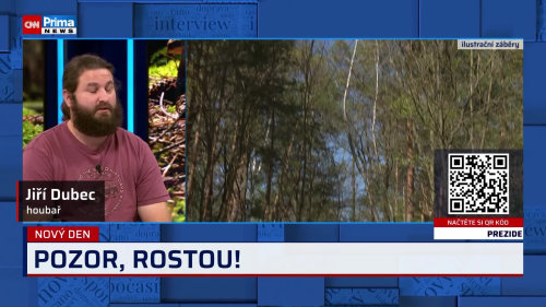 I v suchu rostou houby, například ryzec syrovinka