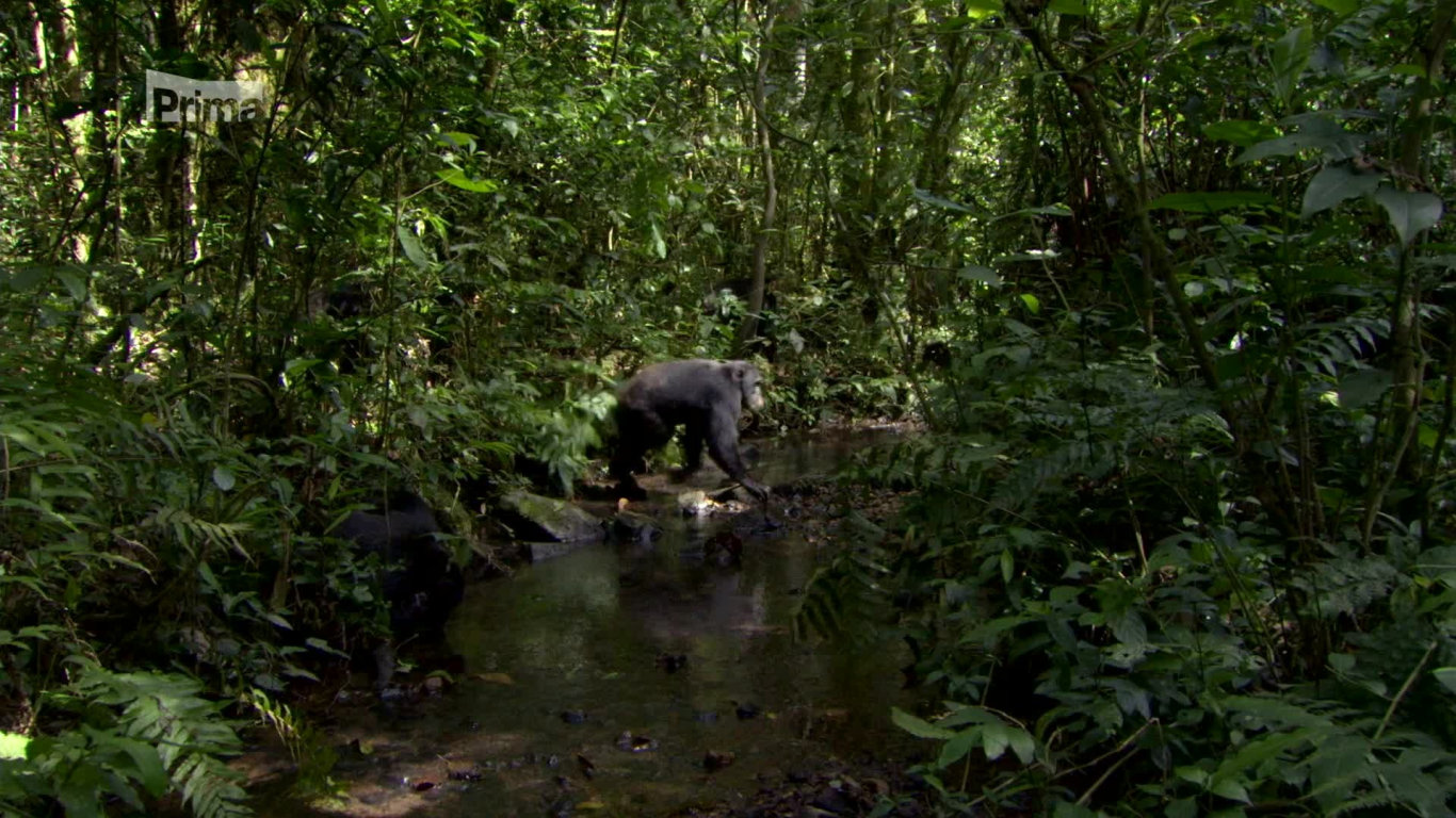Lov 3 - tlupa šimpanzů na lovu gueréz