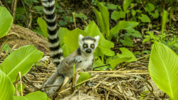 Zázraky divočiny: Madagaskar