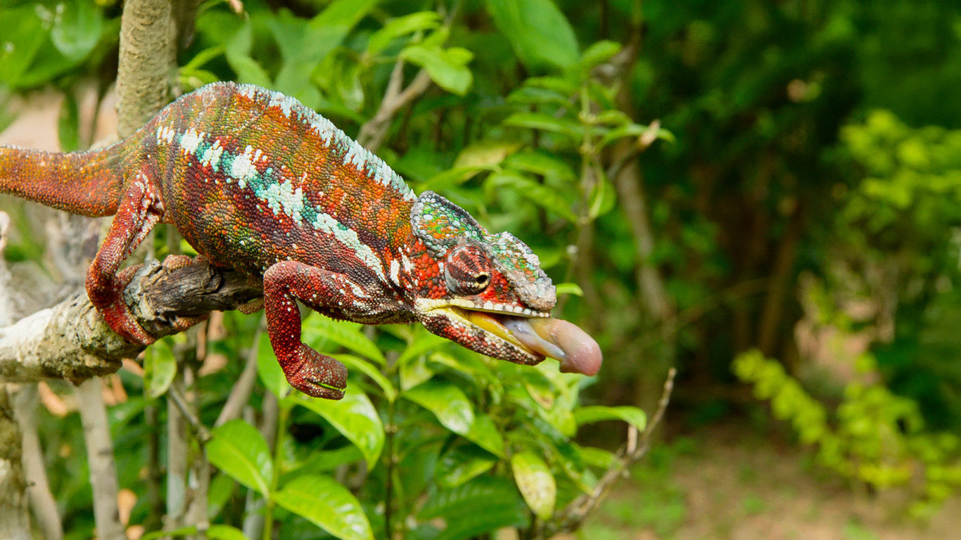 Zázraky divočiny: Madagaskar