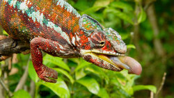 Zázraky divočiny: Madagaskar