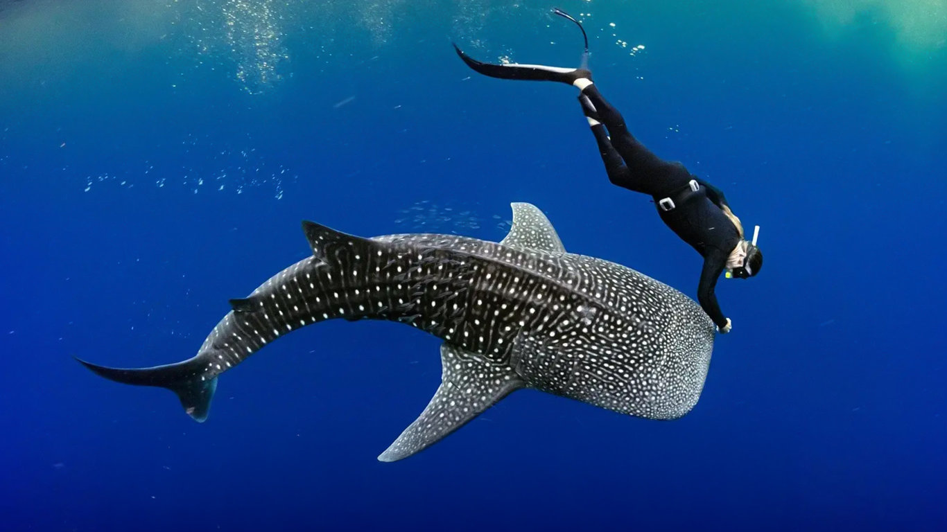 Ningaloo: Australský ráj