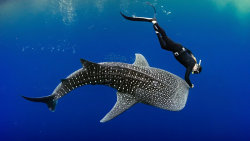 Ningaloo: Australský ráj