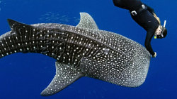 Ningaloo: Australský ráj