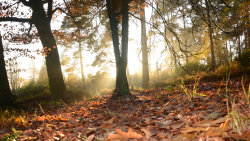 Skrytý život v lese