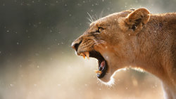 Predátor vs. kořist