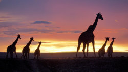 Masai Mara: Křižovatka divočiny