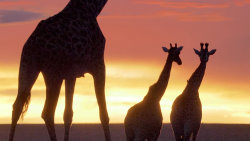 Masai Mara: Křižovatka divočiny
