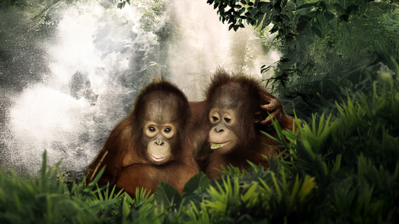 Orangutaní škola v džungli