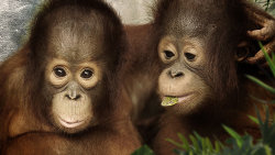Orangutaní škola v džungli
