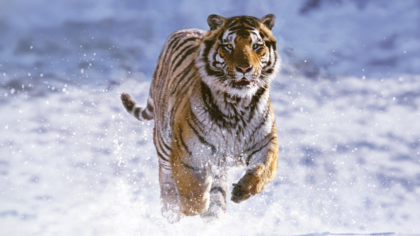 David Attenborough: Život savců