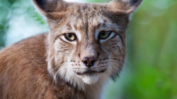 Karpatští predátoři 