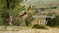 David Attenborough: Lov