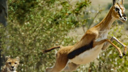 David Attenborough: Lov
