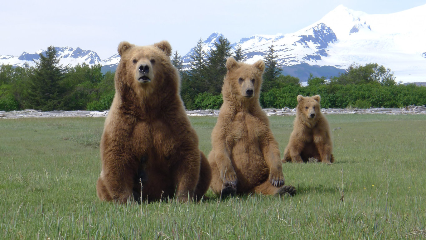 Setkání s grizzlym