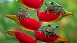 Zachraňte divočinu