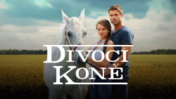 Divocí koně