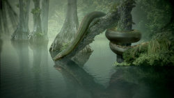 Titanoboa: Megahad minulosti - 1. část