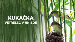 Kukačka: Vetřelec v hnízdě