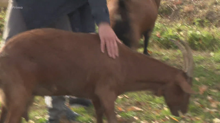 Náhled videa