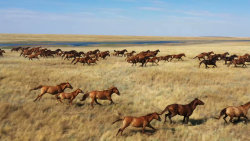 Cesta eurasijského koně