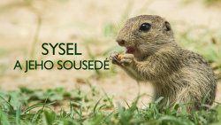 Sysel a jeho sousedé