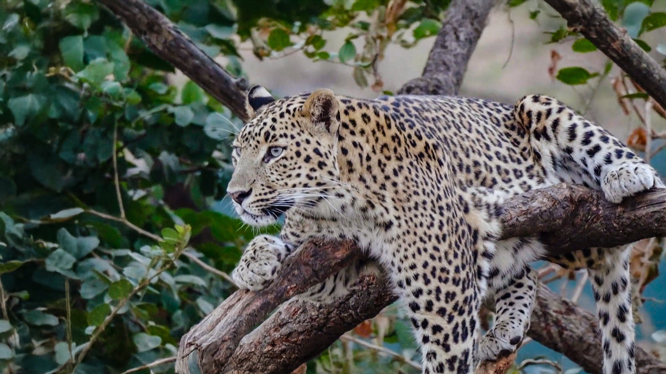 Život s velkými kočkami