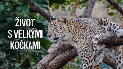 Život s velkými kočkami