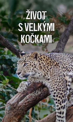 Život s velkými kočkami