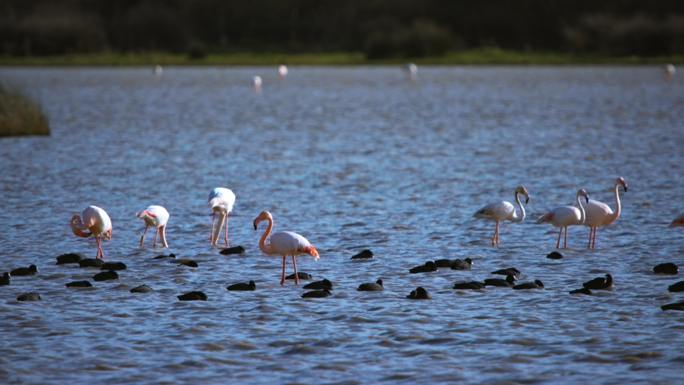 Doñana: Španělský klenot