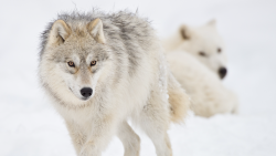 Predátor vs. kořist