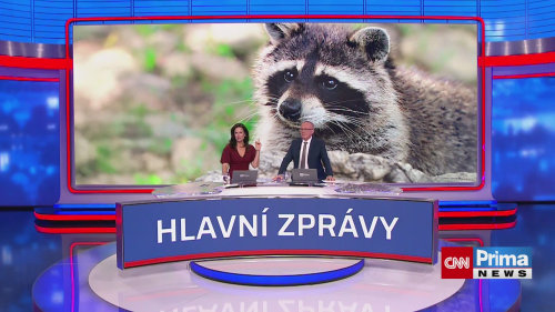 Medvídek mýval v centru Prahy