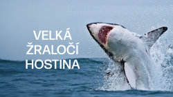 Velká žraločí hostina