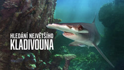 Hledání největšího kladivouna