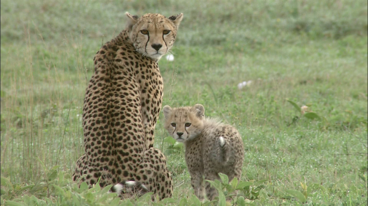 Velká pětka: Gepardi za Serengeti