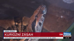 KRIMI ZPRÁVY, 6.1. v 16:30