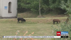 Zdivočelé ovce ve Slaném
