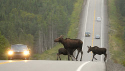 Cape Breton Highlands