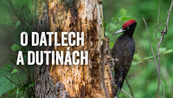 O datlech a dutinách