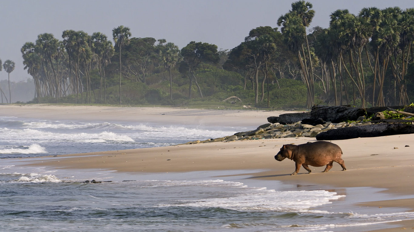 Gabon: Surfující hroši