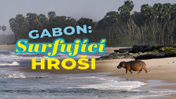 Gabon: Surfující hroši