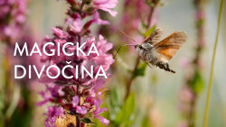 Magická divočina