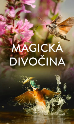Magická divočina