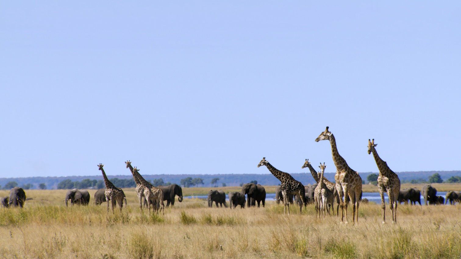 Chobe: Řeka života