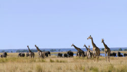 Chobe: Řeka života