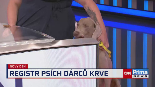 Červená tlapka: I psi potřebují krevní transfuze