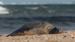 Hector: Australský král bouří